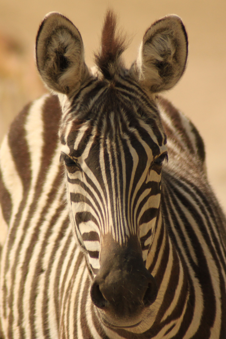 Zebra Zoo Hannover