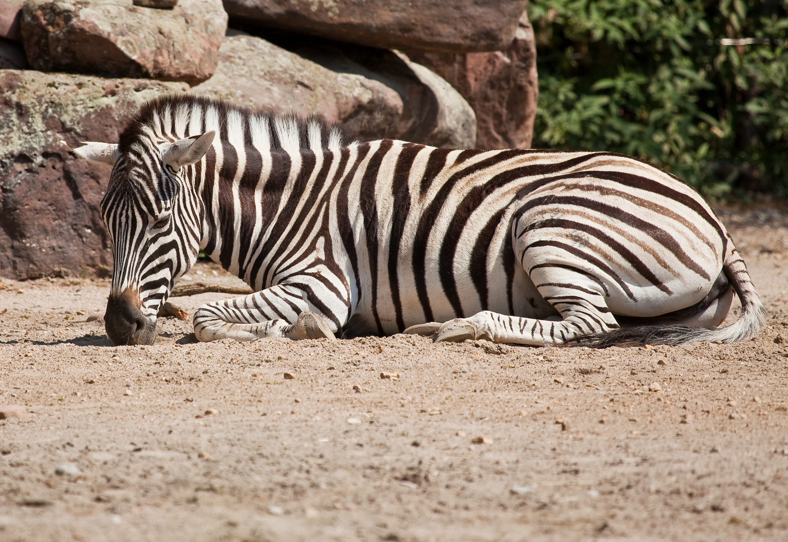 Zebra - Zoo Heidelberg