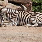 Zebra - Zoo Heidelberg