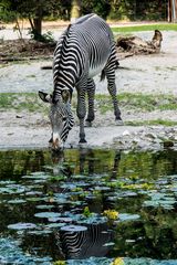 Zebra Zoo Köln