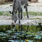 Zebra Zoo Köln