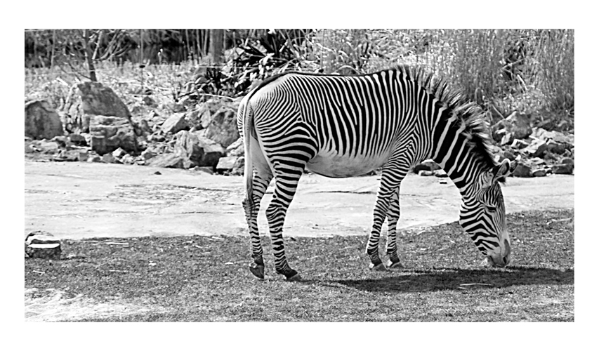 Zebra- Zoo Leipzig
