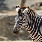 Zebra ZOOM Erlebniswelt