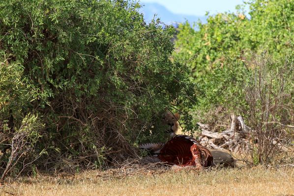 Zebra zum Frühstück
