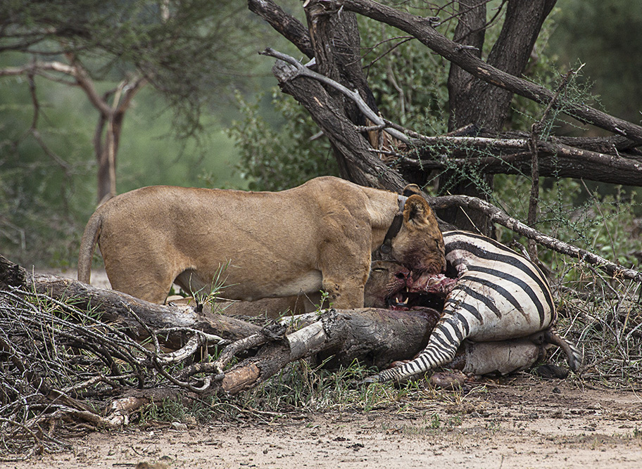 Zebra zum Lunch