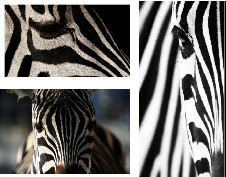 Zebra-Zusammenschnit...