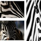 Zebra-Zusammenschnit...