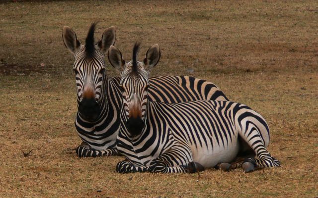 Zebra-Zwillinge