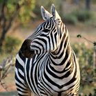 Zebra_1