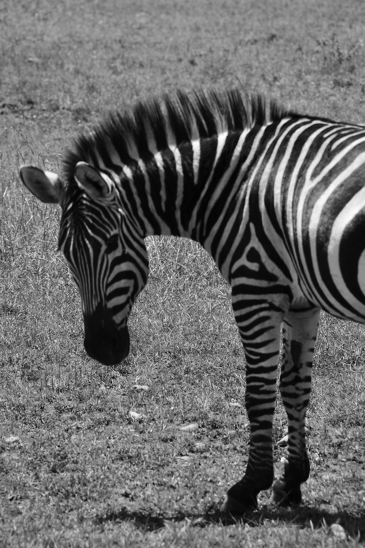 Zebra1