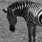 Zebra1