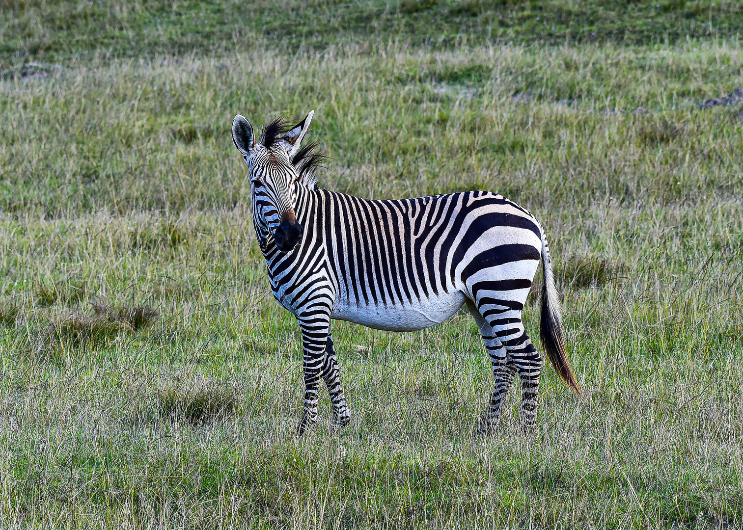 Zebra................120_5181