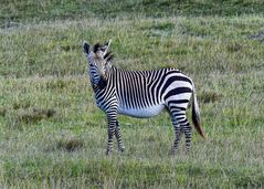 Zebra................120_5181