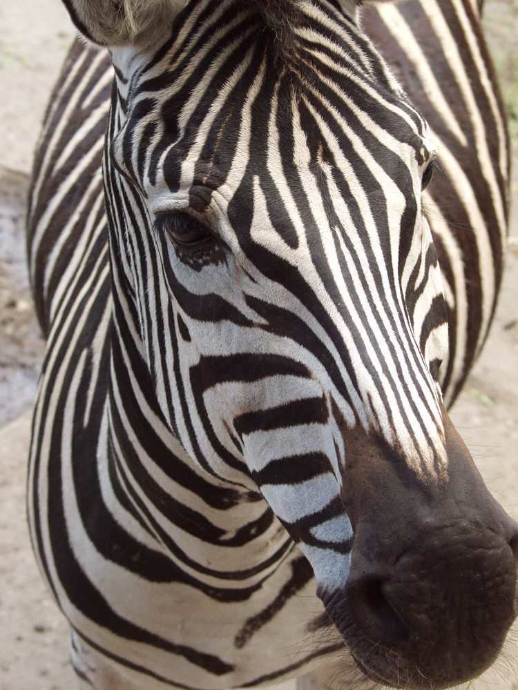 Zebra4