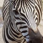 Zebra4