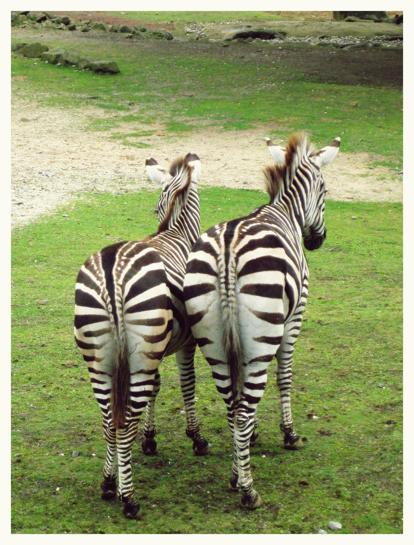 zebraaas.