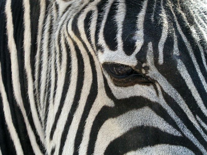 Zebraauge