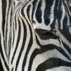 Zebraauge