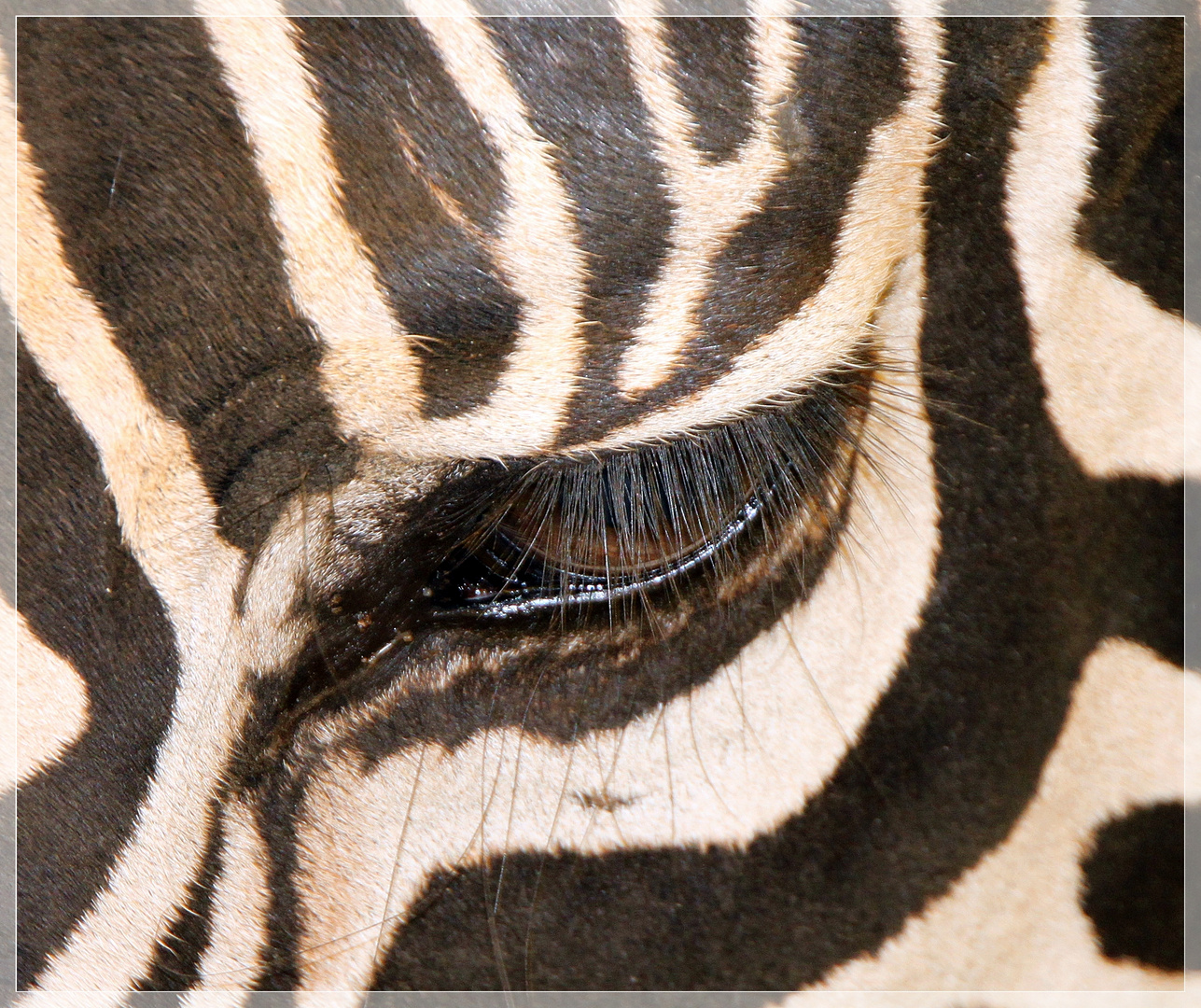 Zebraauge