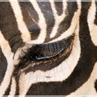 Zebraauge