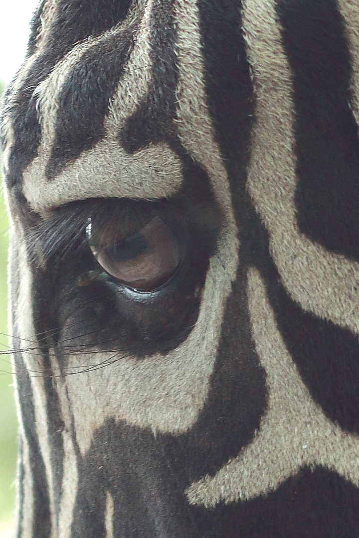 Zebraauge