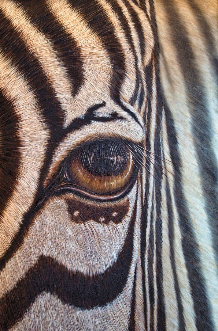 Zebraauge