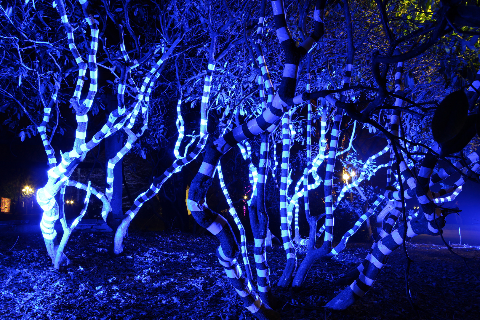 Zebrabäume bei Nacht