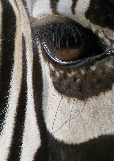 Zebrablick