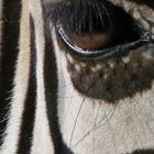 Zebrablick