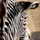 Zebrablick