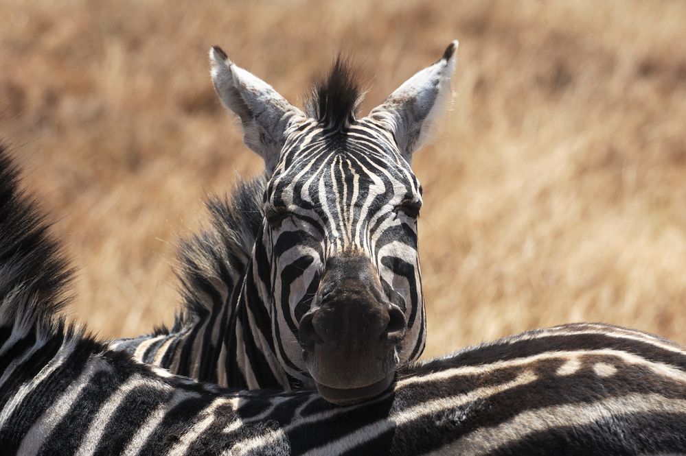 Zebrablick