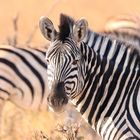 Zebrablick