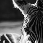 Zebrablick