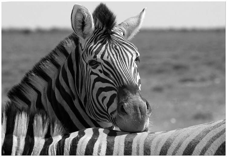 Zebrablick