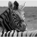 Zebrablick