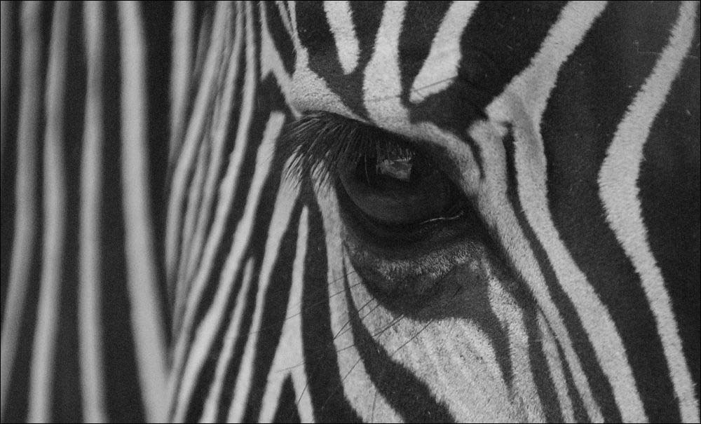 Zebrablick