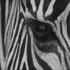 Zebrablick