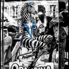 Zebrablues ...