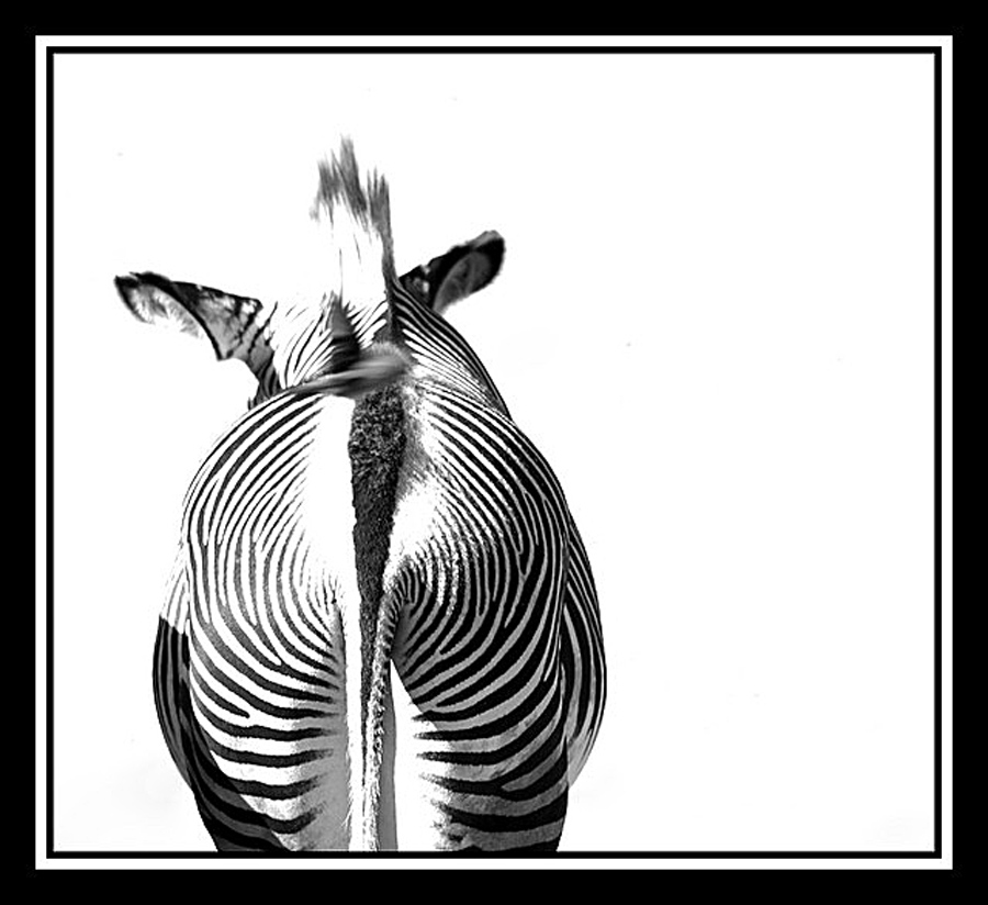 ZEBRABOBBES ;-)