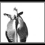 ZEBRABOBBES ;-)