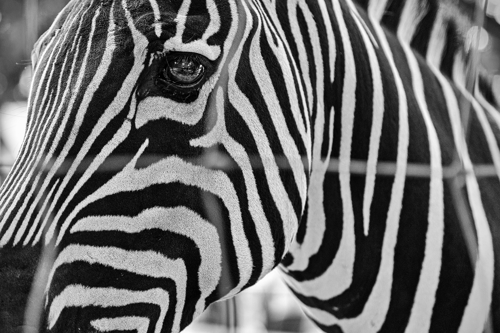 Zebra_B+W projects