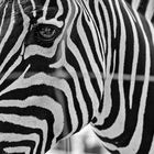 Zebra_B+W projects