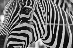 Zebra_B+W projects