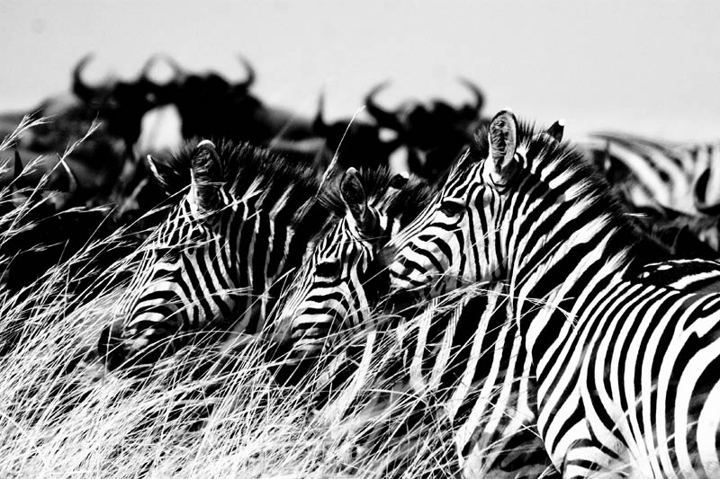 Zebraes