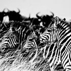 Zebraes