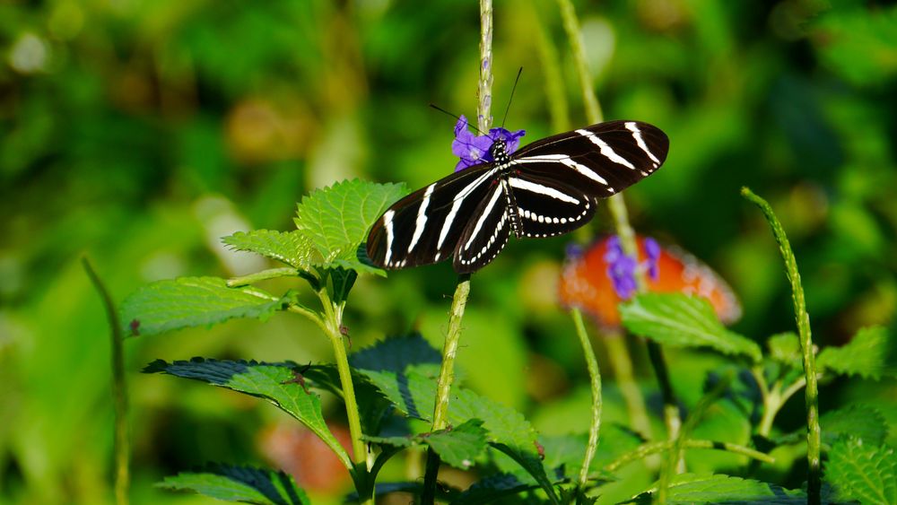 Zebrafalter