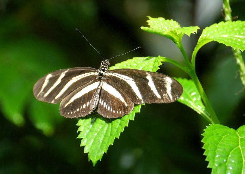 Zebrafalter 