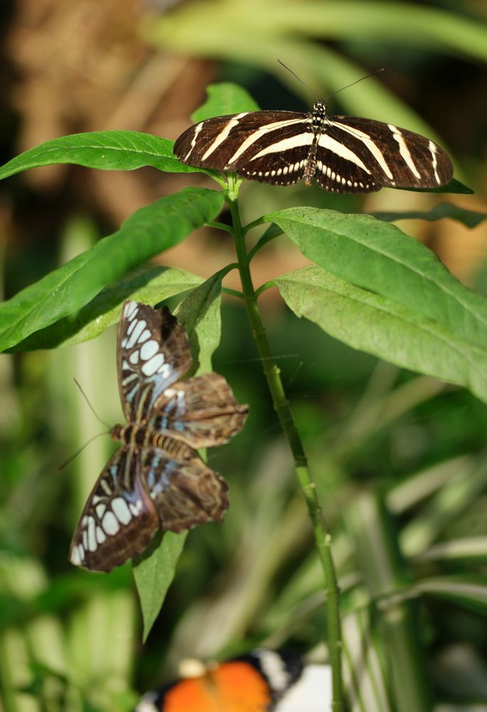 Zebrafalter