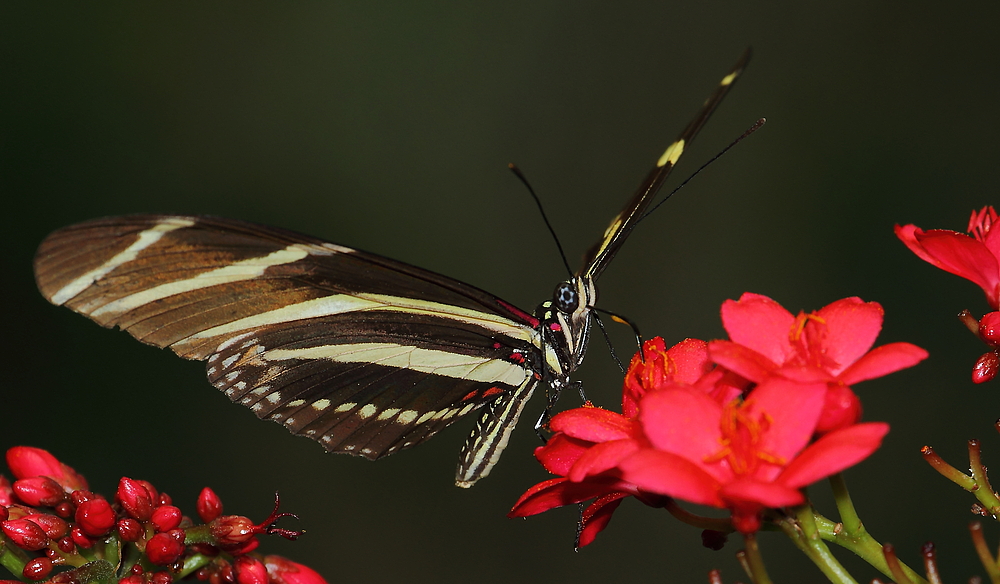 Zebrafalter auf Blüte