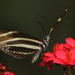 Zebrafalter auf Blüte